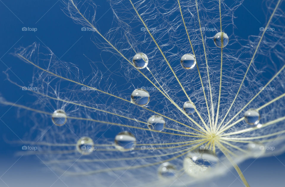 Water drops on a parachutes dandelion on a blue background. dew drops on a dandelion seed macro. magic dream concept
