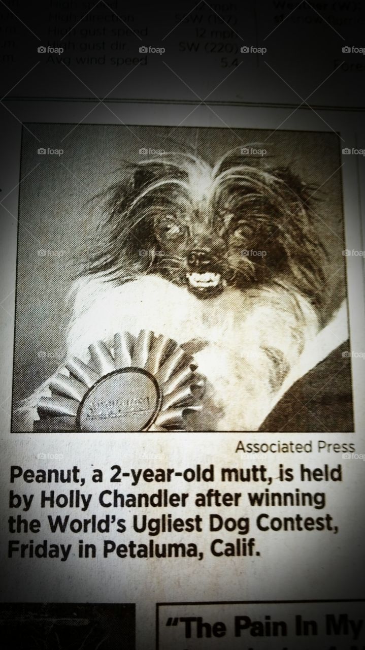 Peanut wins ugliest dog contest!