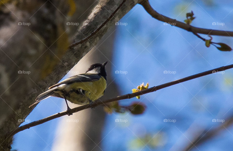 No Person, Bird, Wildlife, Nature, Outdoors