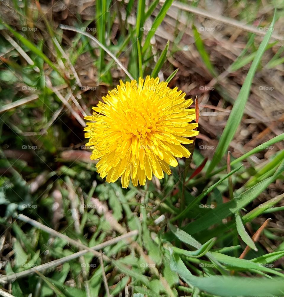 Dandelion