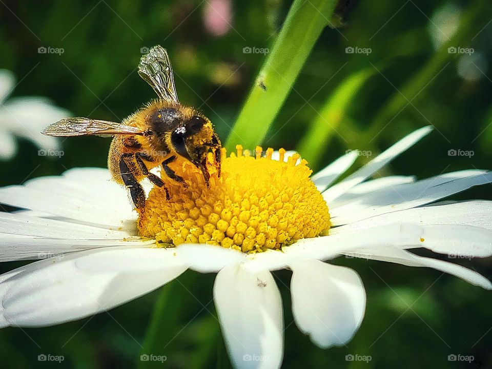 The hero of nature in the city