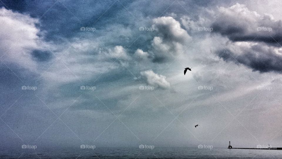 Birds in Flight