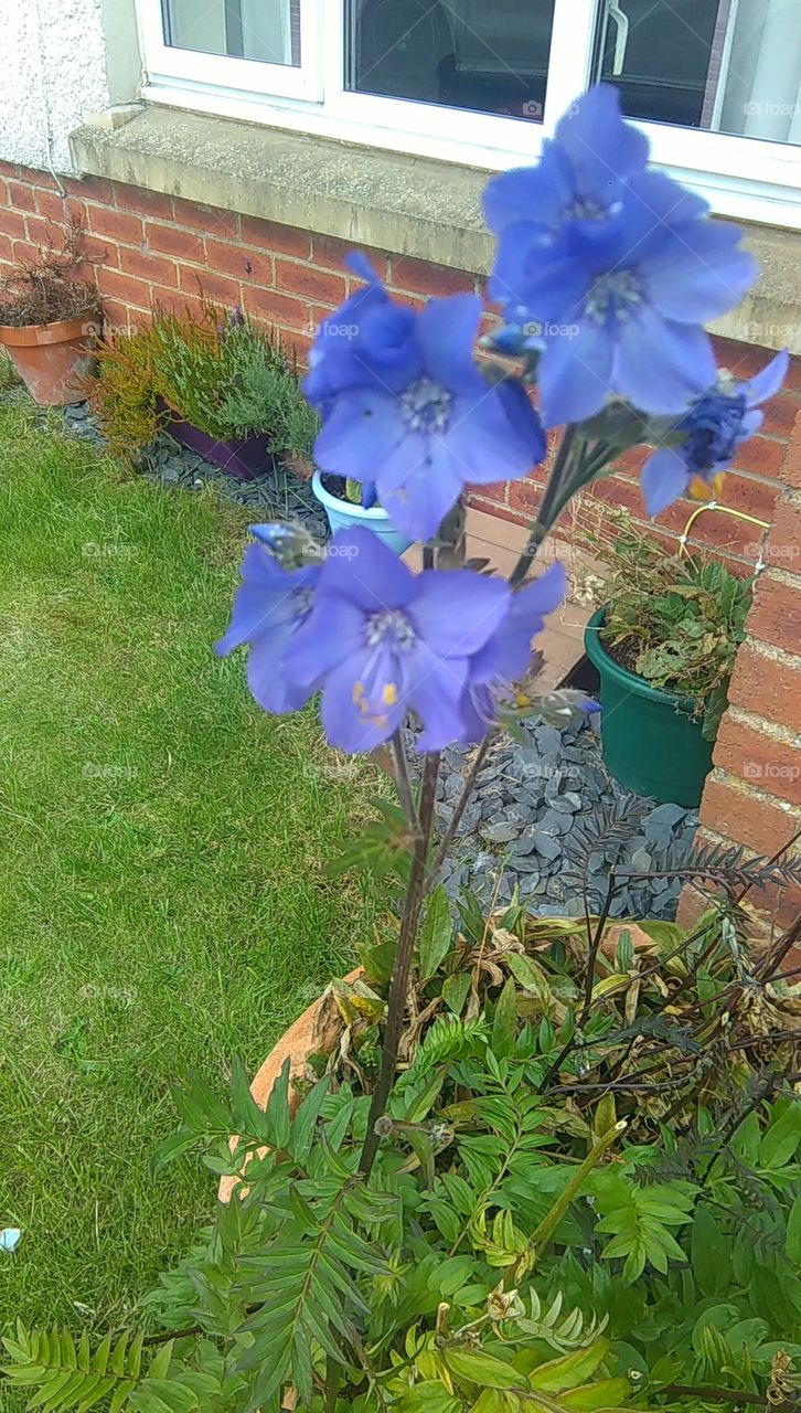 Blue flowers!