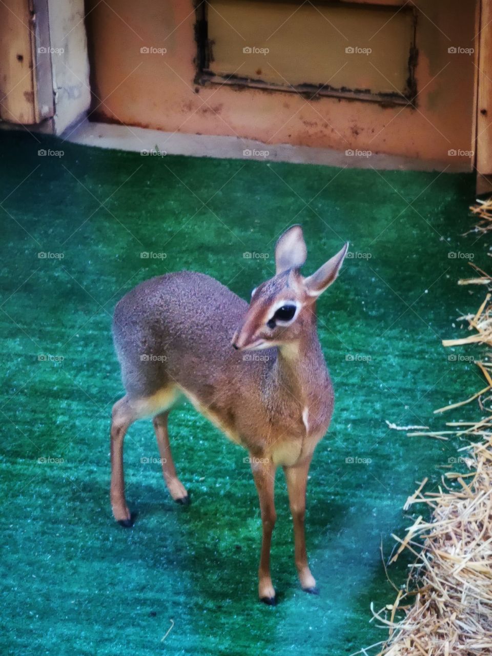 Dik-dik