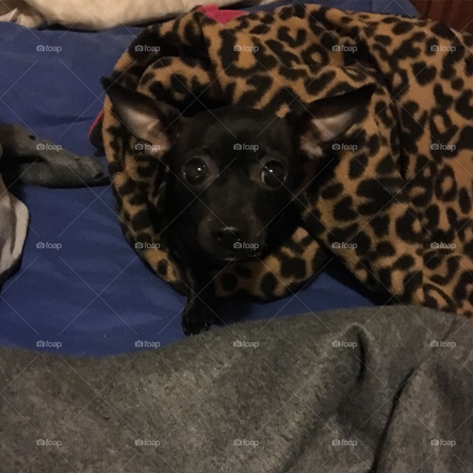 A black chihuahua puppy wrapped up in blankets 