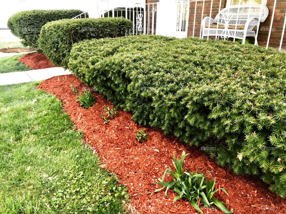 New red mulch down and bushes 