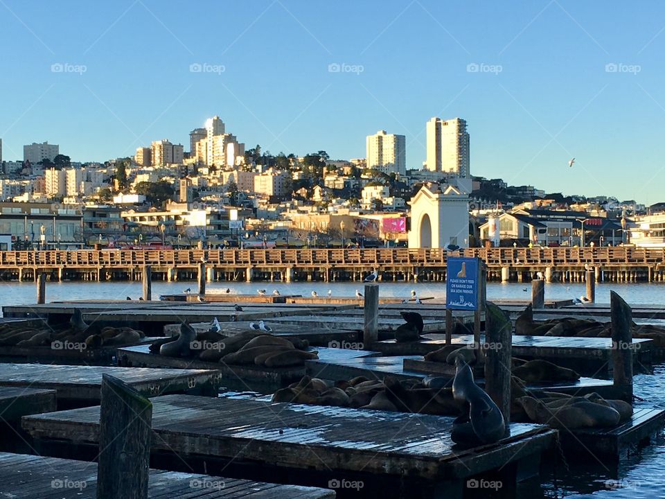 San Francisco watched over the sea lions at Pier 39.