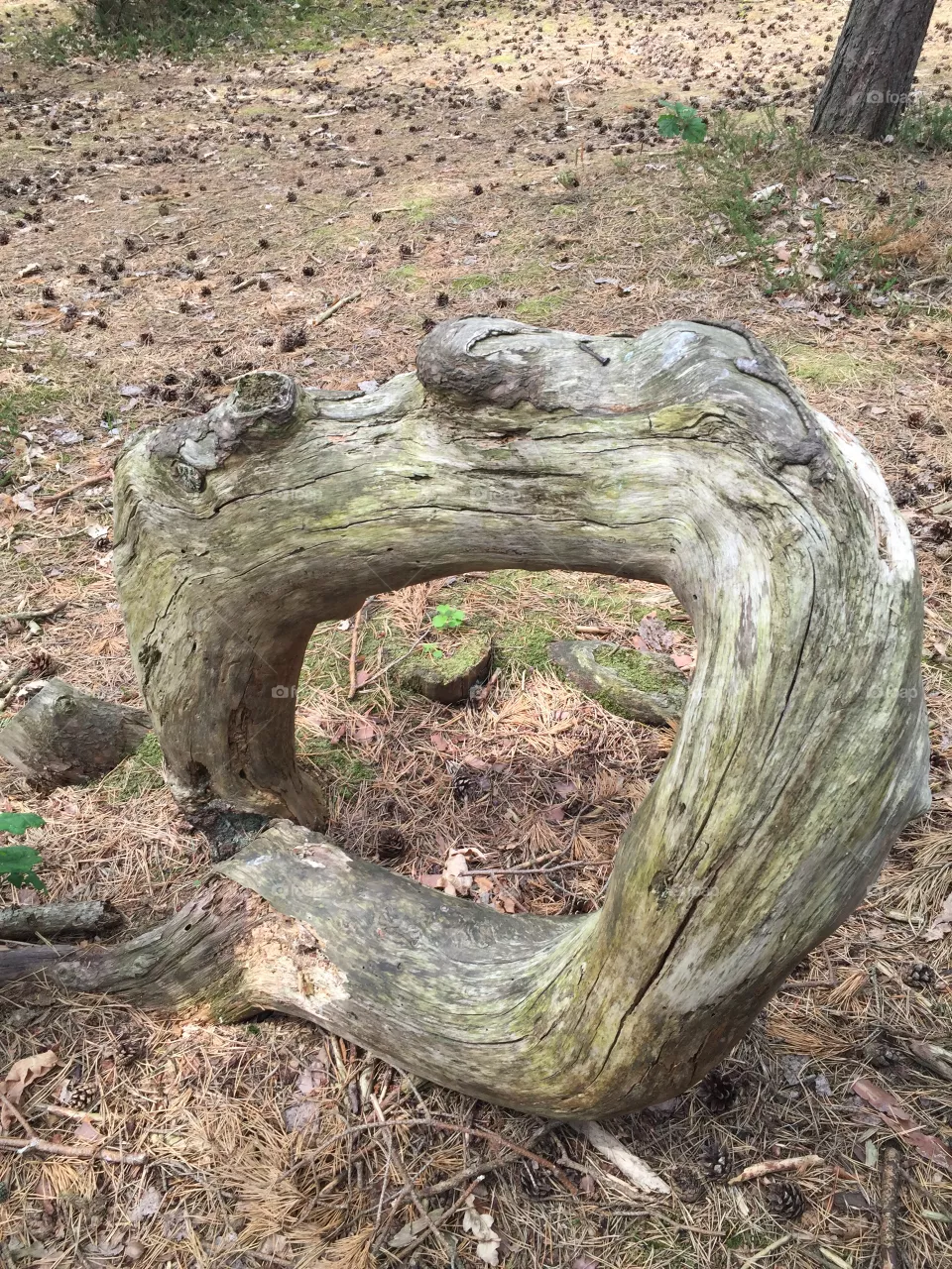 A Tree