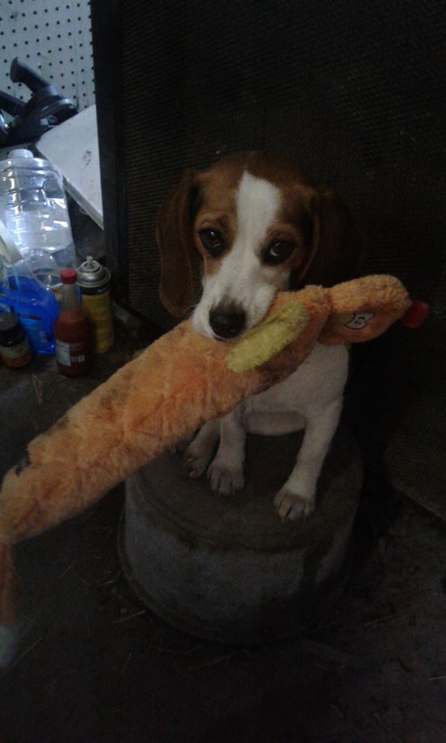 Miss adorable with one of her favorite toys!