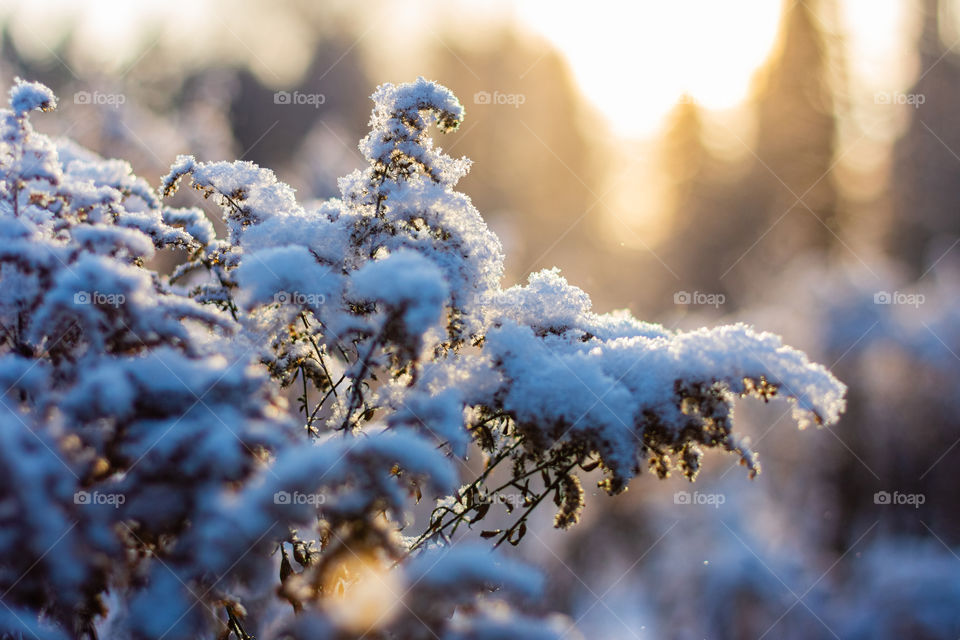 Snow covered plants on sunny day