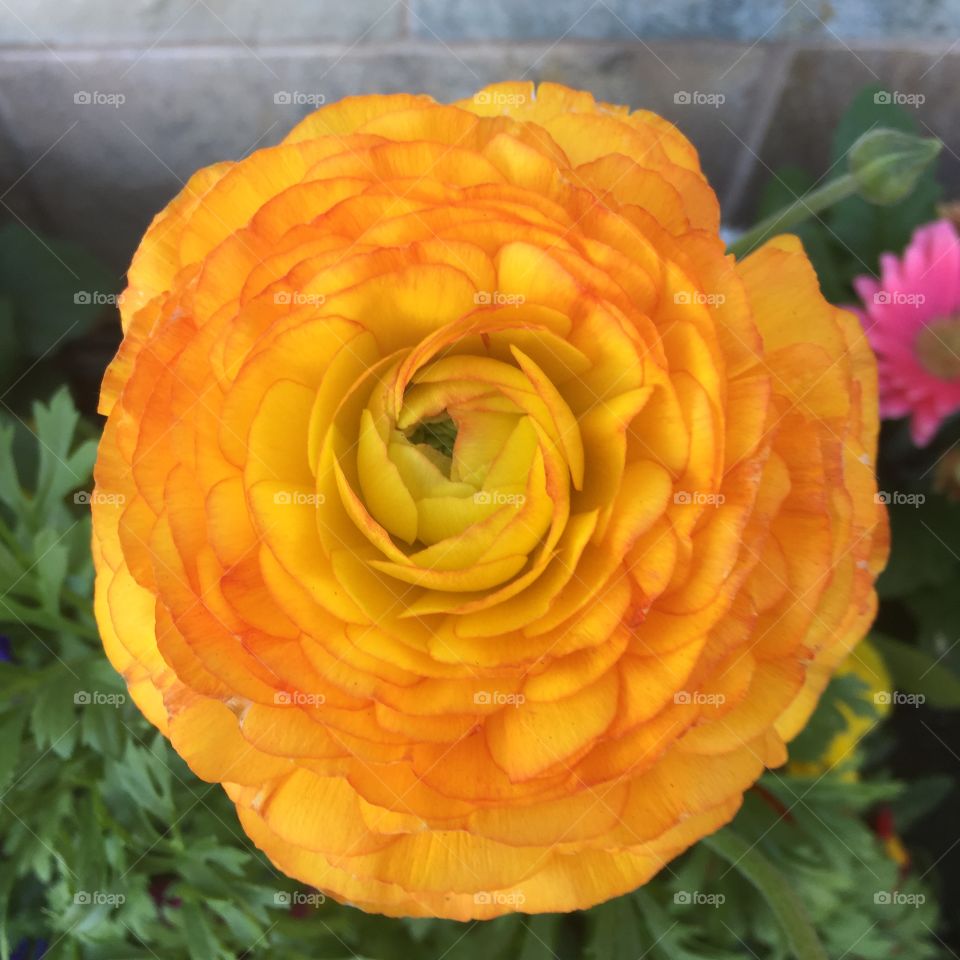 That's Ranunculus!. Persian buttercup, shot outside the local Safeway. Berkeley, CA.