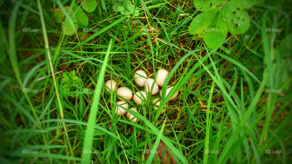 ninho de ovos nest egg