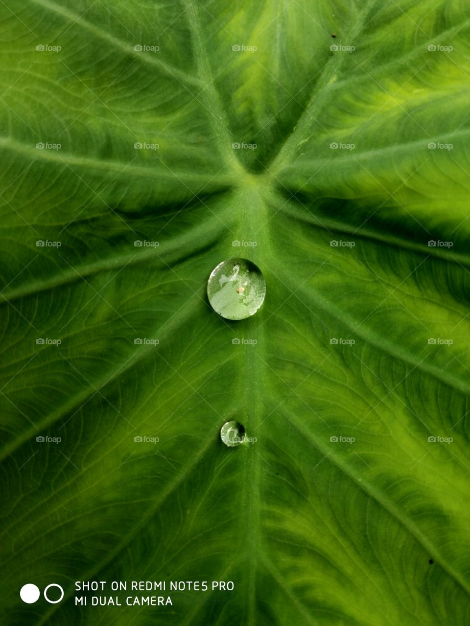 water on leaf