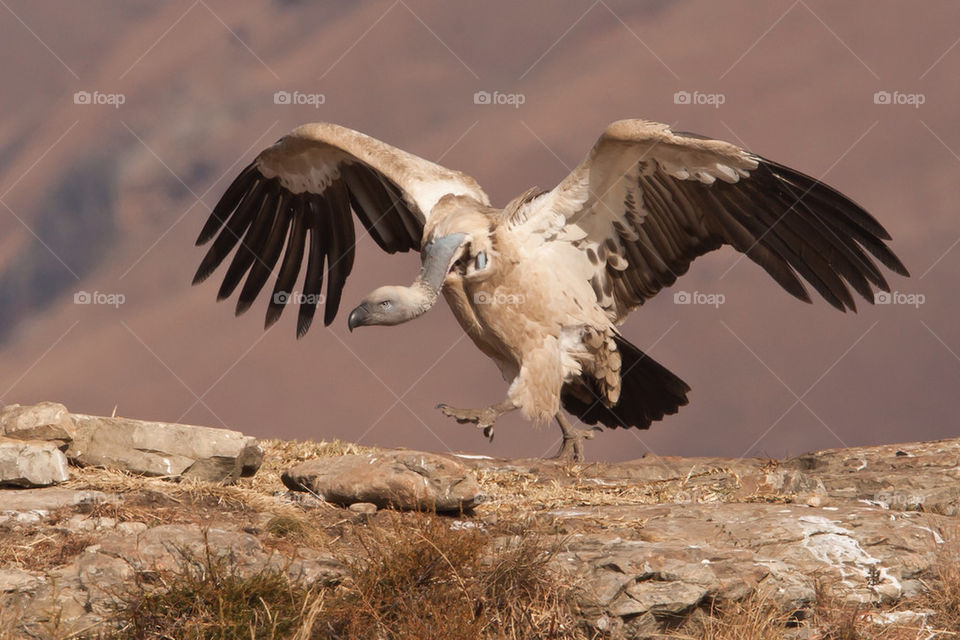 bird cape wings africa by mike007