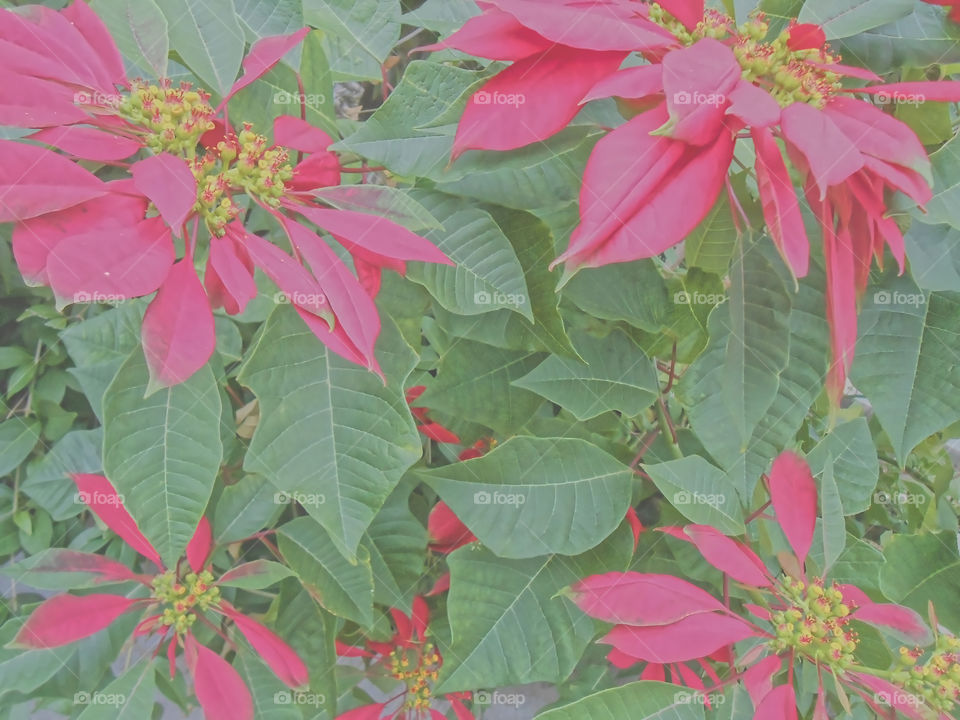 Poinsettia in Bloom