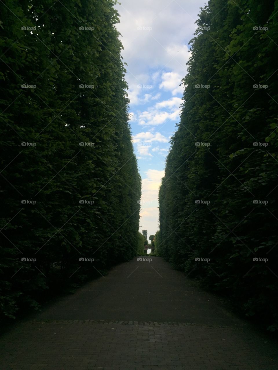 Green hedge passage in Oliwa palace garden