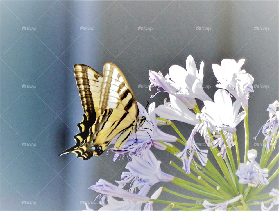 yellow black tail butterfly getting nectar from a purple plant.