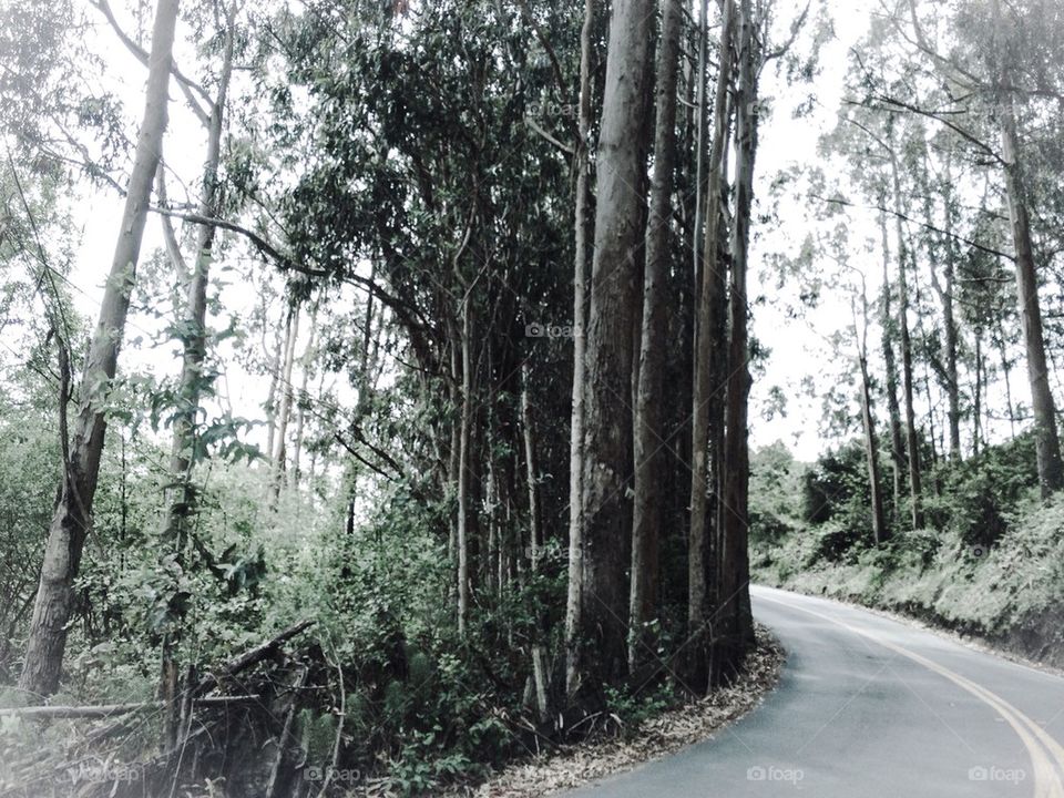 Eucalyptus Drive