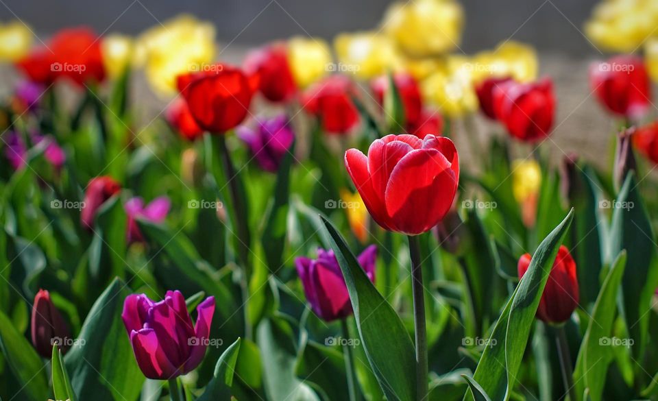 Tulips