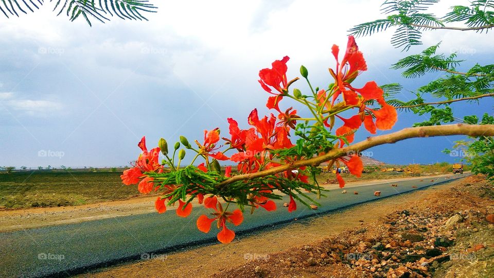 Gulmohar flowers