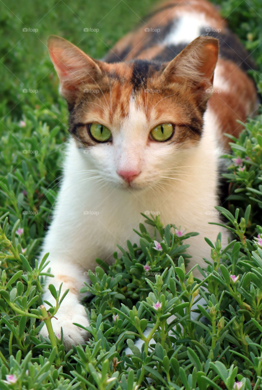 Cat with Green Eyes