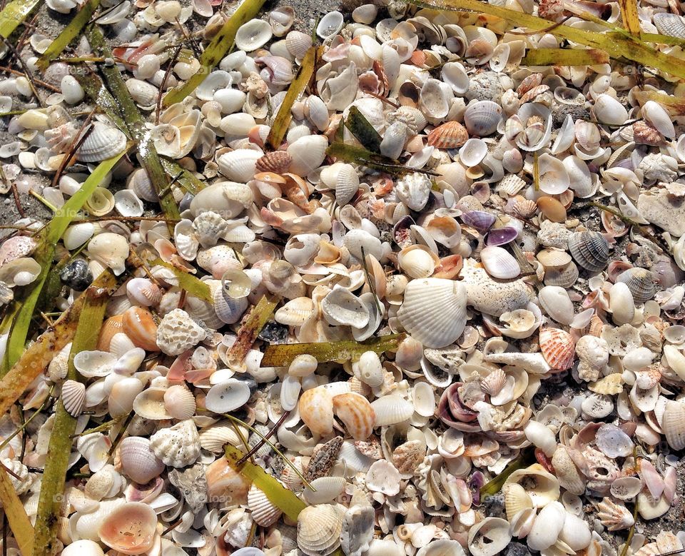 A carpet of seashell covering the beach