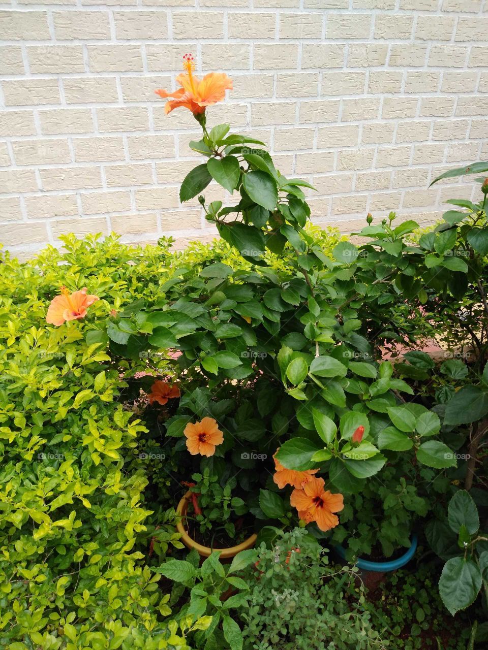 a beautiful orange colour hibiscus flowers and plants in my garden
