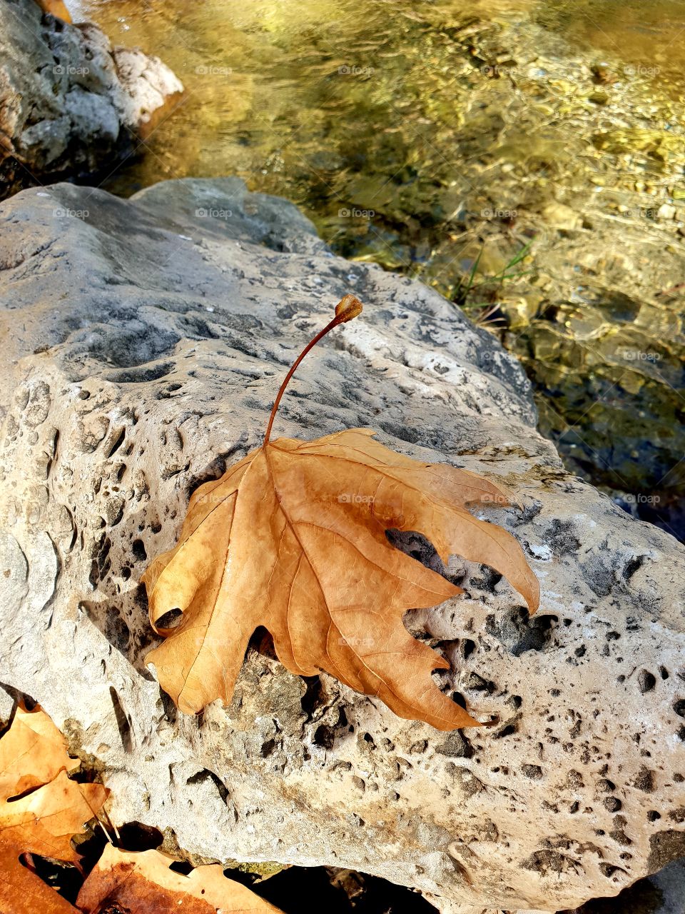 stone and leaves