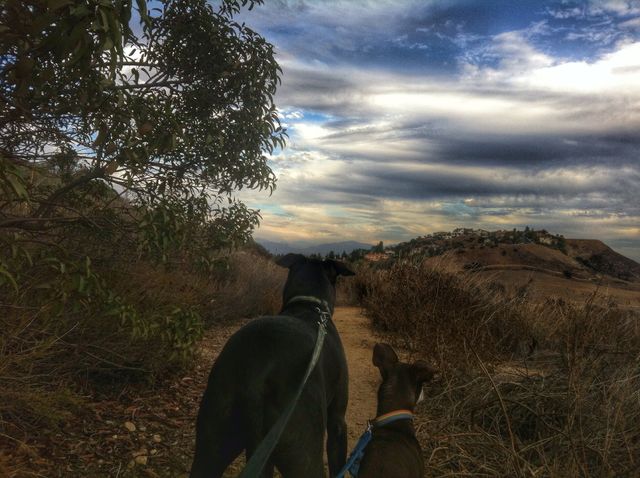 Rear view of two dogs