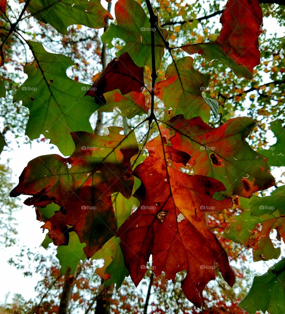 turning leaves on tree during autumn.