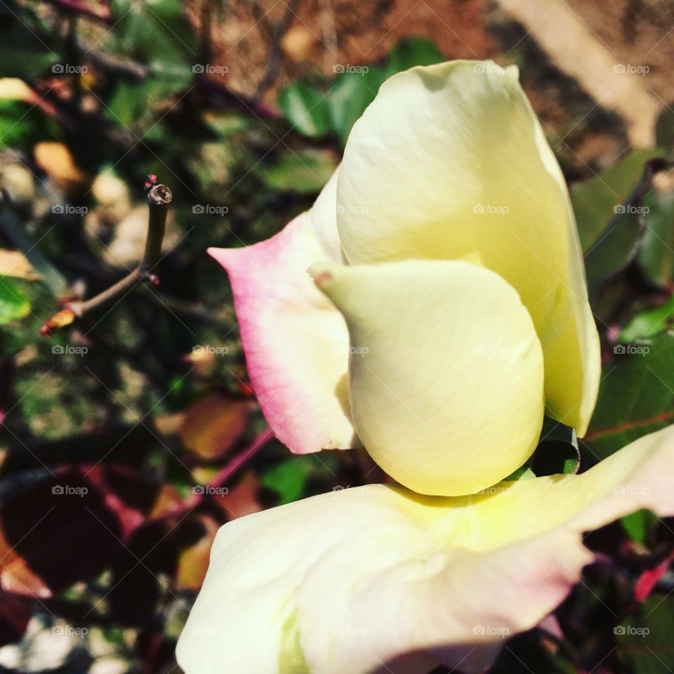 🌹 🇺🇸 Very beautiful flowers to brighten our day.  Live nature and its beauty. Did you like the delicate petals? / 🇧🇷 Flores muito bonitas para alegrar nosso dia. Viva a natureza e sua beleza. Gostaram das pétalas delicadas?