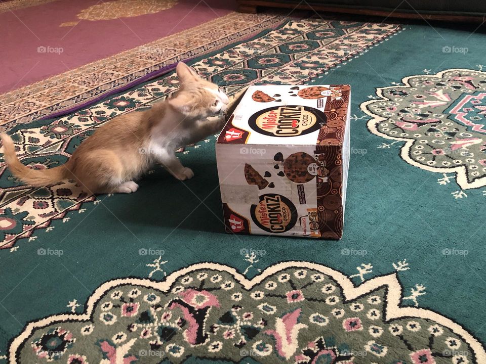 Beautiful cat near  the box