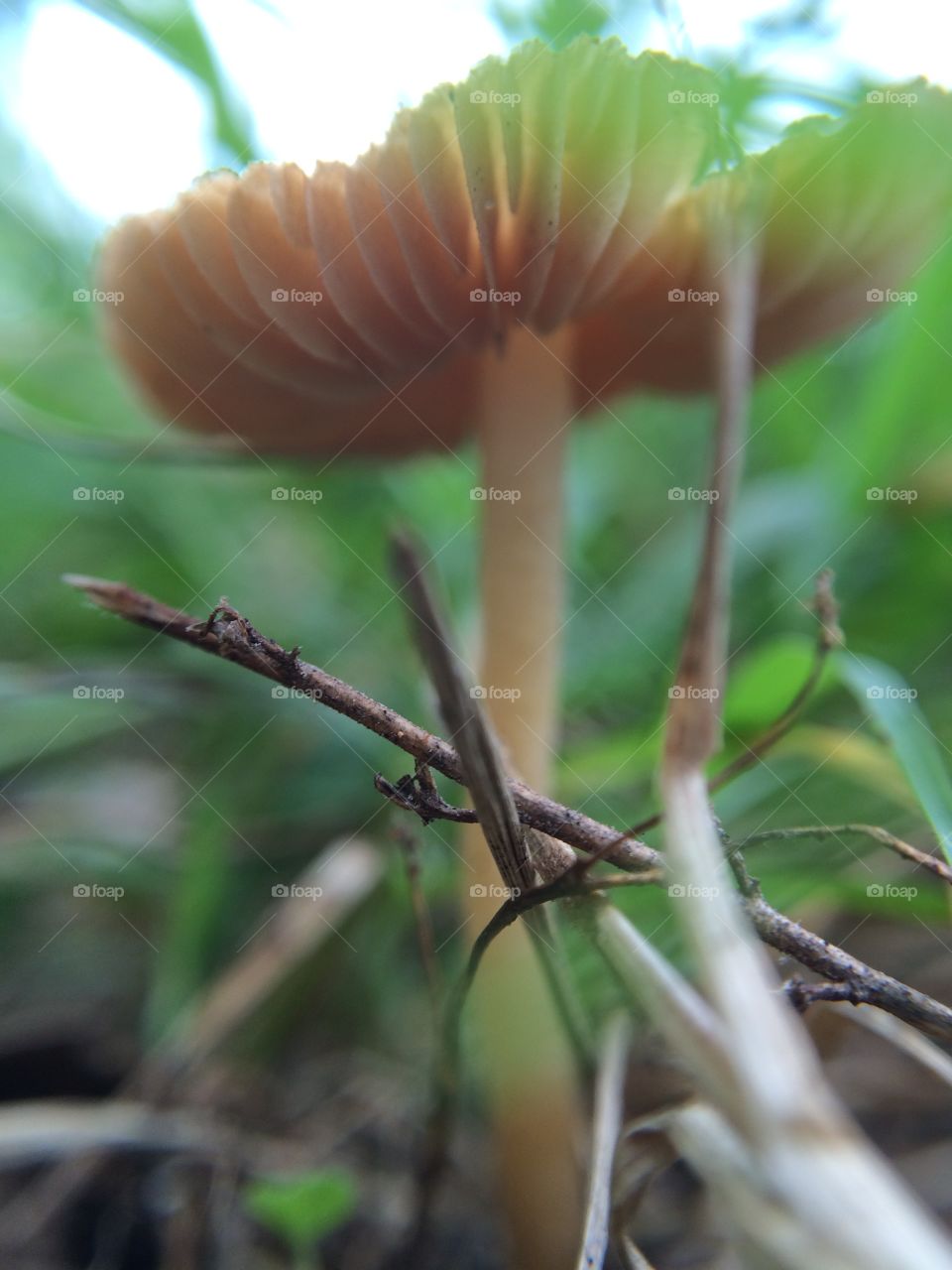 Mushroom