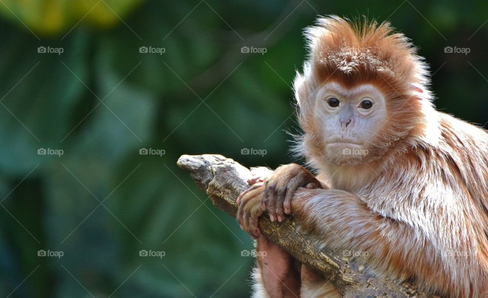 Ebony Javan Lutung