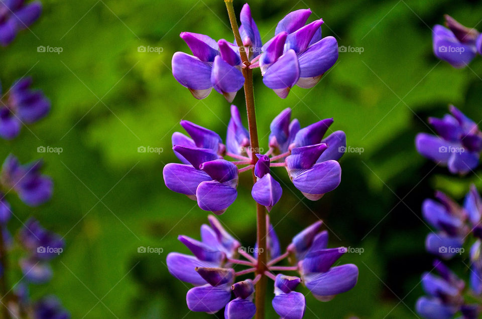 flower outdoors purple colorful by razornuku