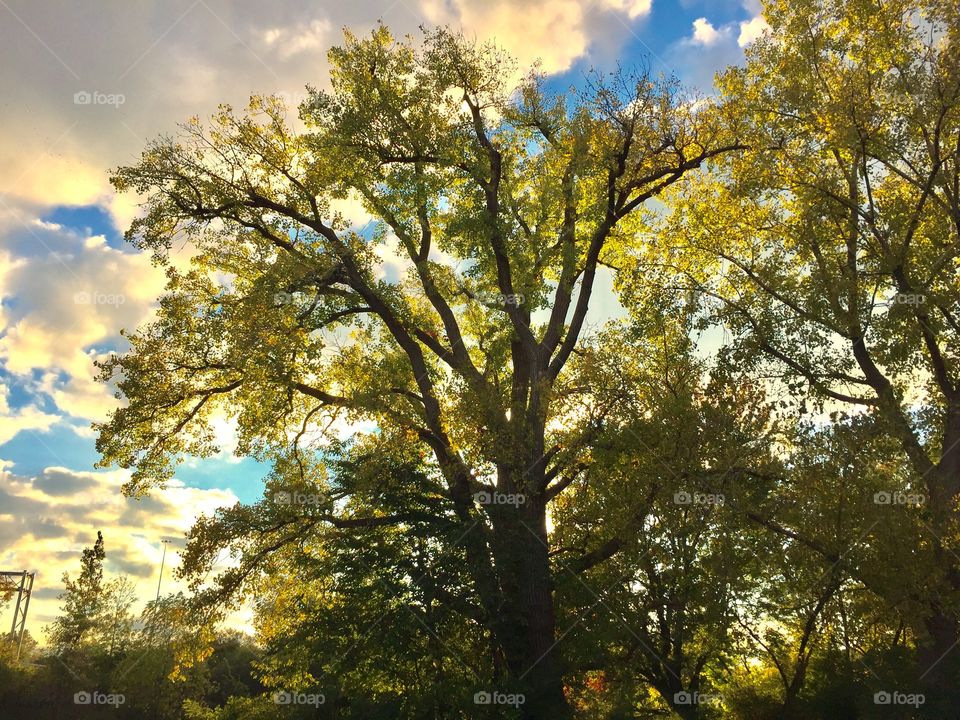 Evening trees on the Erie Canal 