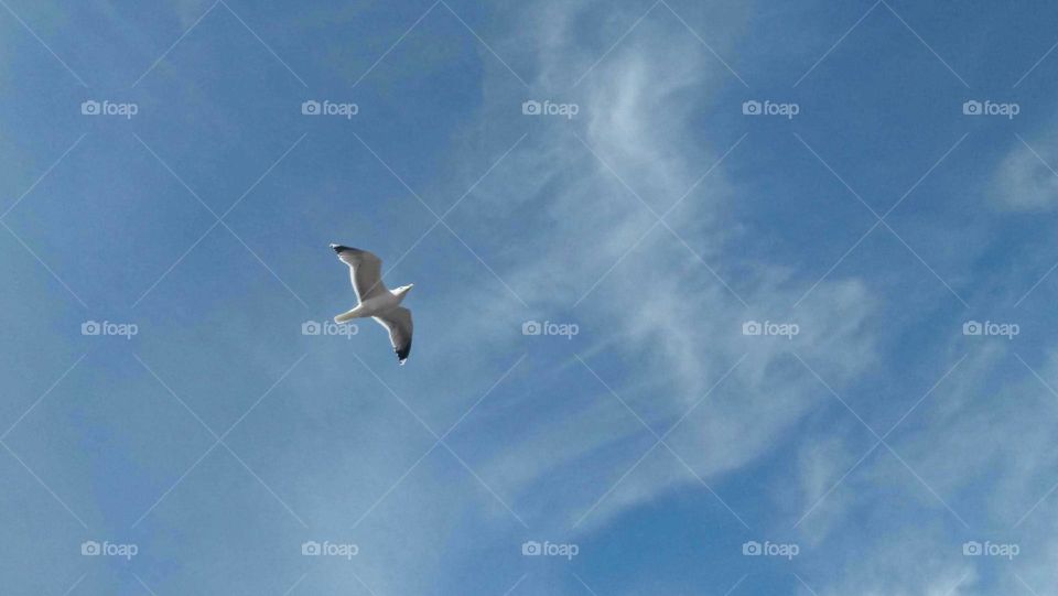 Beautiful flying seagul into foggy and blue sky.