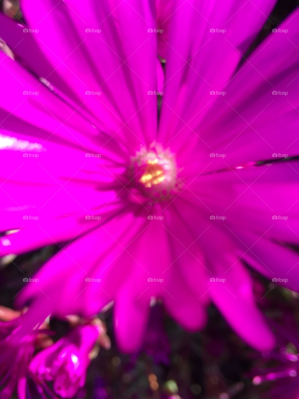 Close up pink flower