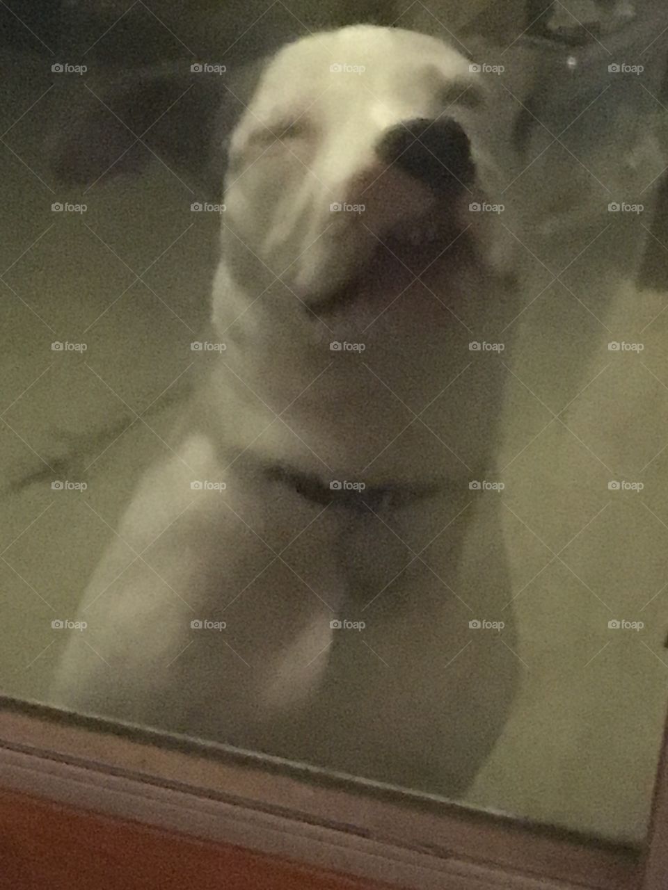 Window dog