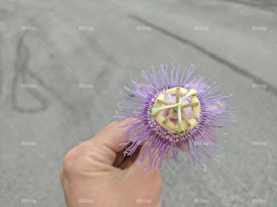 passion flower