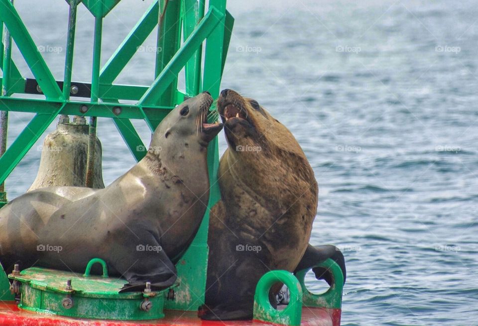 Stellar sea lions on buoy