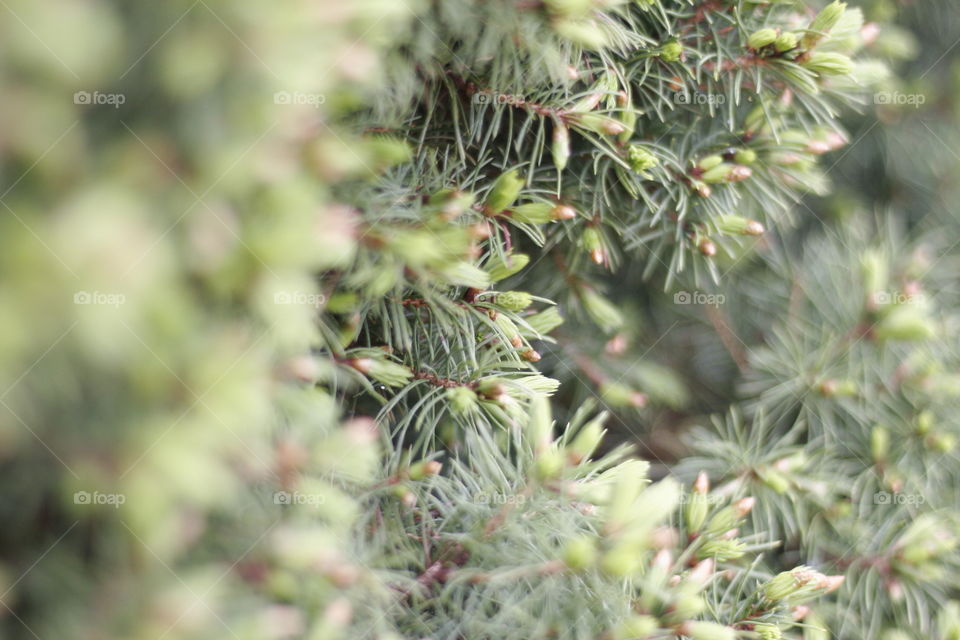 a close up pic of pine needles, did you ever know they look this way!