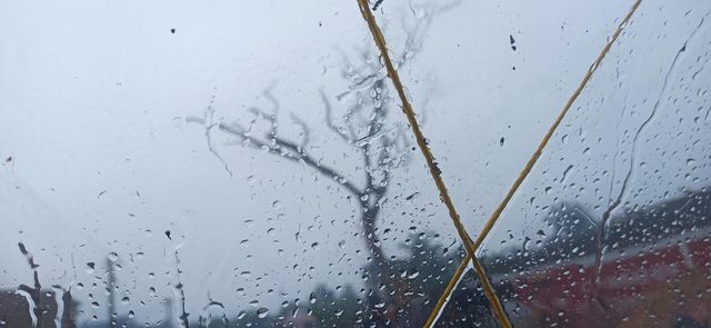 dead tree in rain