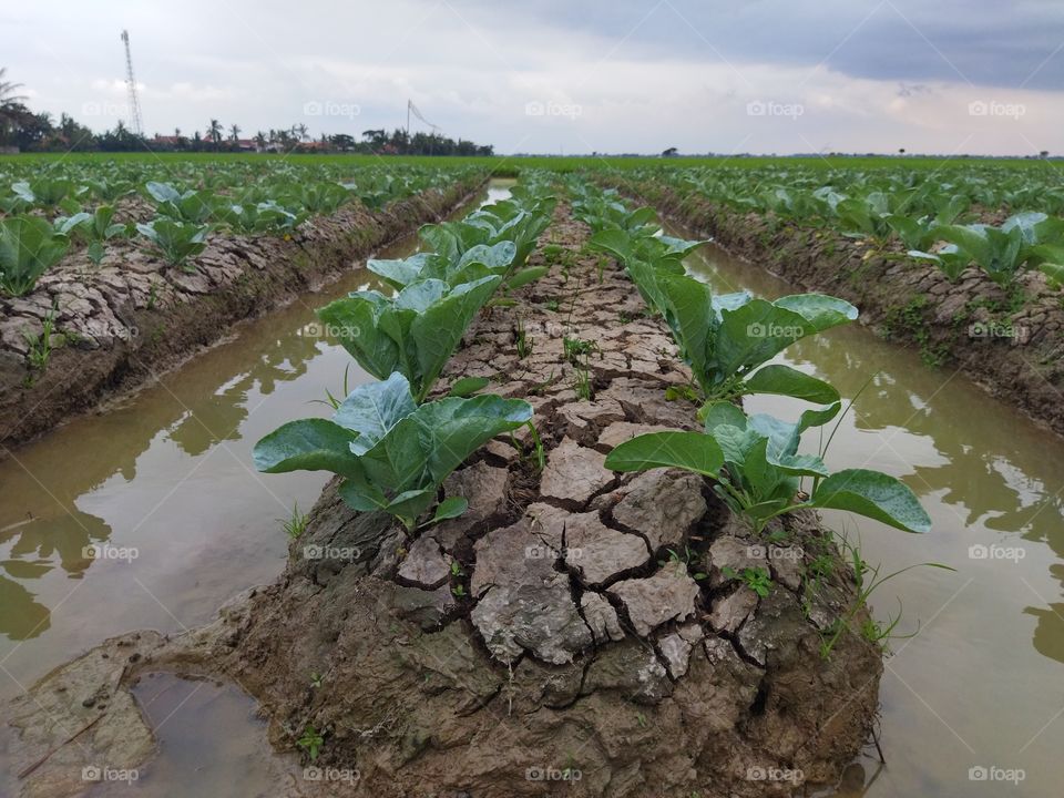 broccoli plants that are sprouted and then sold. with clouds that will rain