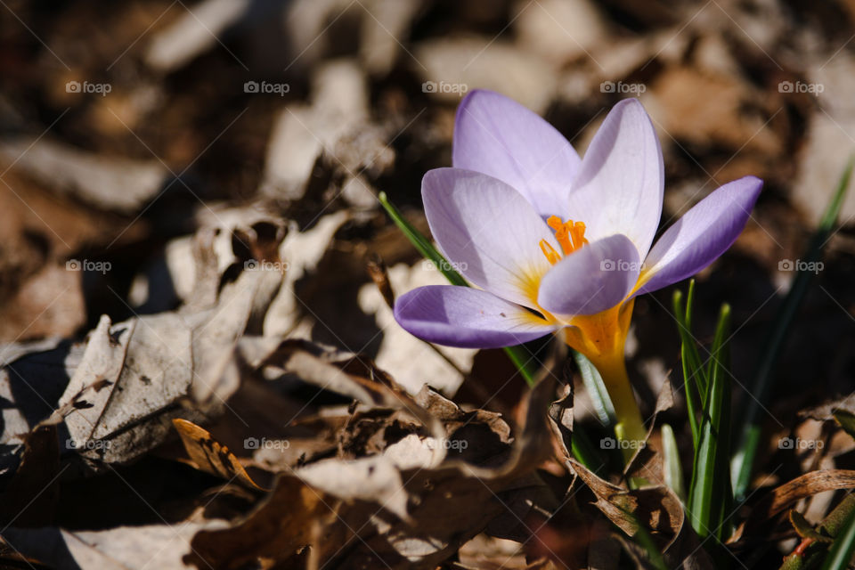 Delicate crocus flower