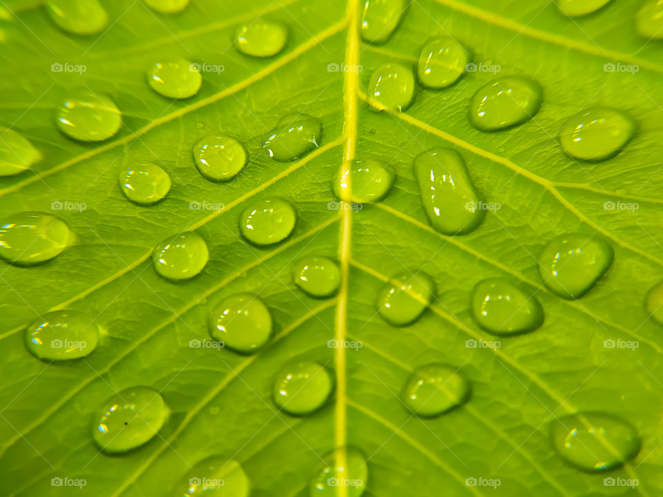 full frame shot of water drops on green bodhi leaves