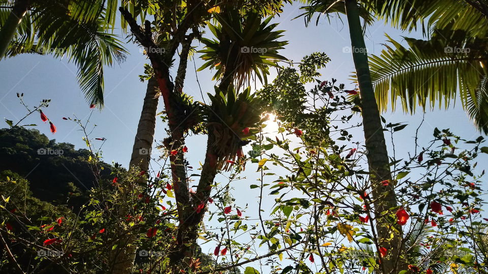 BROMÉLIAS ARRANJOS ARBUSTOS