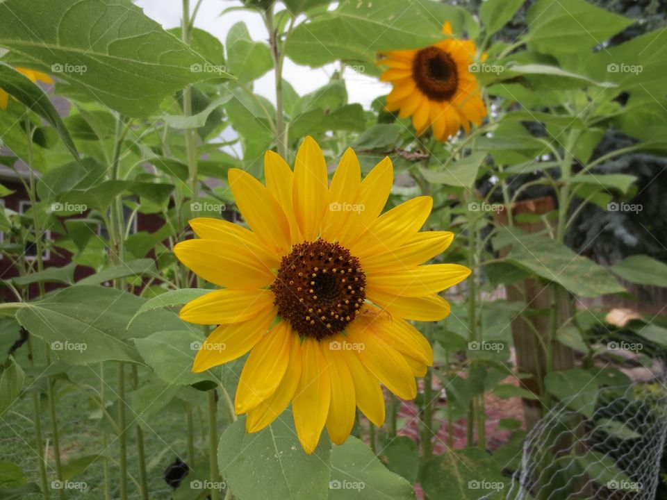 Backyard sunflower 