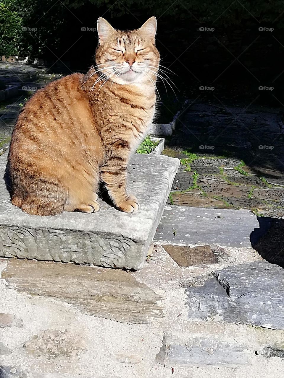 Cat enjoying the sun