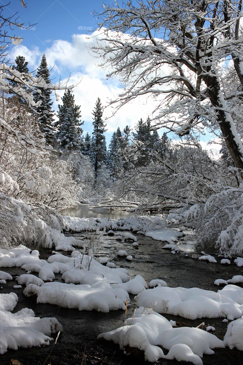 Creek in a snowy Forrest